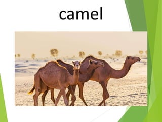 camel
 