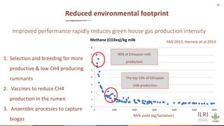 10
Reduced environmental footprint
1. Selection and breeding for more
productive & low CH4 producing
ruminants
2. Vaccines to reduce CH4
production in the rumen
3. Anaerobic processes to capture
biogas
Improved performance rapidly reduces green house gas production intensity
0
1
2
3
4
5
6
7
8
0 1000 2000 3000 4000 5000 6000
Methane (CO2eq)/kg milk FAO 2013, Herrero et al 2013
90% of Ethiopian milk
production
The top 10% of Ethiopian
milk production
Milk yield (kg/lactation)
 
