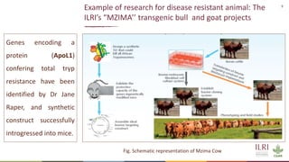 9
Example of research for disease resistant animal: The
ILRI’s “MZIMA’’ transgenic bull and goat projects
Genes encoding a
protein (ApoL1)
confering total tryp
resistance have been
identified by Dr Jane
Raper, and synthetic
construct successfully
introgressed into mice.
Fig. Schematic representation of Mzima Cow
 