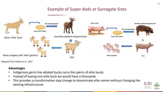 How can Animal Biotechnology contribute to Agenda 2063, ST&I Strategy for Africa (STISA-2024), and the Sustainable Development Goals (UN-SDGs)