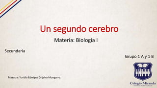 Un segundo cerebro
Materia: Biología I
Secundaria
Grupo 1 A y 1 B
Maestra: Yuridia Edwiges Grijalva Mungarro.
 