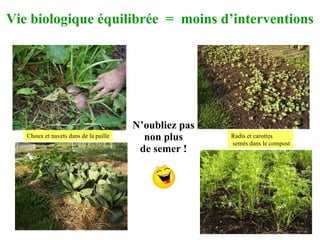 N’oubliez pas  non plus  de semer ! Vie biologique équilibrée  =  moins d’interventions Radis et carottes semés dans le compost Choux et navets dans de la paille Choux et navets dans de la paille 