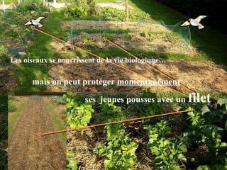Les oiseaux se nourrissent de la vie biologique…  mais on peut protéger  momentanément ses  jeunes pousses avec un  filet 
