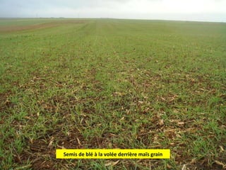 Semis de blé à la volée derrière maïs grain 