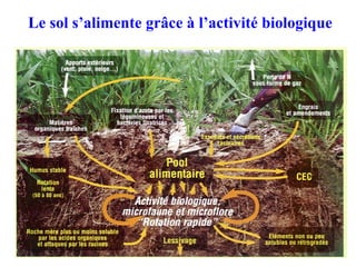Le sol s’alimente grâce à l’activité biologique 