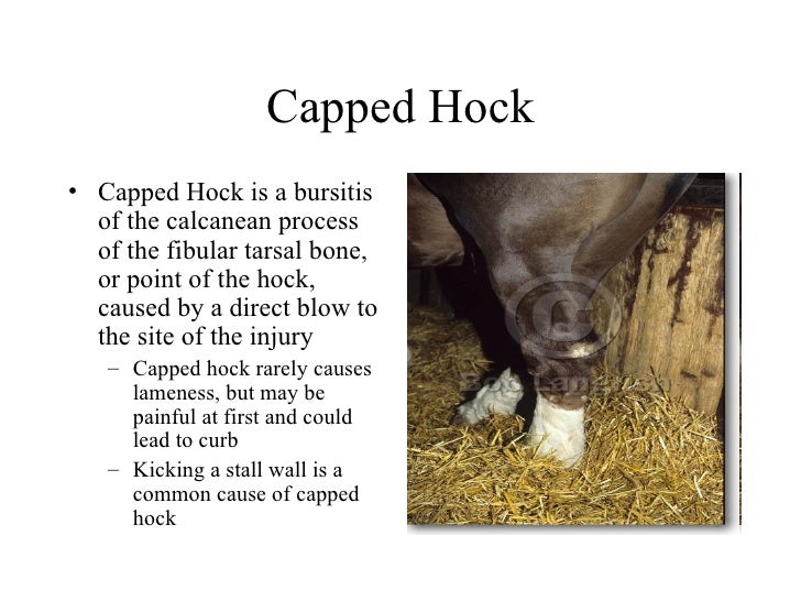 capped hock bursitis worse