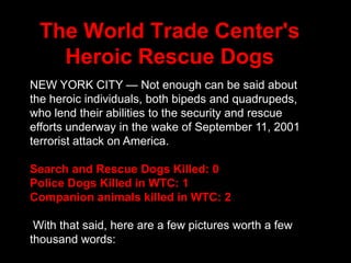 The World Trade Center's Heroic Rescue Dogs NEW YORK CITY — Not enough can be said about the heroic individuals, both bipeds and quadrupeds, who lend their abilities to the security and rescue efforts underway in the wake of September 11, 2001 terrorist attack on America.  Search and Rescue Dogs Killed: 0 Police Dogs Killed in WTC: 1 Companion animals killed in WTC: 2 With that said, here are a few pictures worth a few thousand words:  
