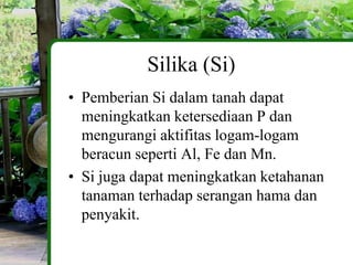 Silika (Si)
• Pemberian Si dalam tanah dapat
  meningkatkan ketersediaan P dan
  mengurangi aktifitas logam-logam
  beracun seperti Al, Fe dan Mn.
• Si juga dapat meningkatkan ketahanan
  tanaman terhadap serangan hama dan
  penyakit.
 