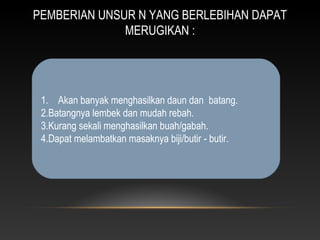 PEMBERIAN UNSUR N YANG BERLEBIHAN DAPAT
              MERUGIKAN :




 1. Akan banyak menghasilkan daun dan batang.
 2.Batangnya lembek dan mudah rebah.
 3.Kurang sekali menghasilkan buah/gabah.
 4.Dapat melambatkan masaknya biji/butir - butir.
 