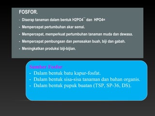 FOSFOR.
- Diserap tanaman dalam bentuk H2PO4¯ dan HPO4=
- Mempercepat pertumbuhan akar semai.
- Mempercepat, memperkuat pertumbuhan tanaman muda dan dewasa.
- Mempercepat pembungaan dan pemasakan buah, biji dan gabah.
- Meningkatkan produksi biji-bijian.



      Sumber Fosfor
      - Dalam bentuk batu kapur-fosfat.
      - Dalam bentuk sisa-sisa tanaman dan bahan organis.
      - Dalam bentuk pupuk buatan (TSP, SP-36, DS).
 
