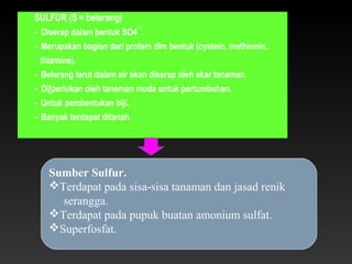 SULFUR (S = belerang)
- Diserap dalam bentuk SO4¯.
- Merupakan bagian dari protein dlm bentuk (cystein, methionin,
  thiamine).
- Belerang larut dalam air akan diserap oleh akar tanaman.
- Di[perlukan oleh tanaman muda untuk pertumbuhan.
- Untuk pembentukan biji.
- Banyak terdapat ditanah.




   Sumber Sulfur.
   Terdapat pada sisa-sisa tanaman dan jasad renik
     serangga.
   Terdapat pada pupuk buatan amonium sulfat.
   Superfosfat.
 