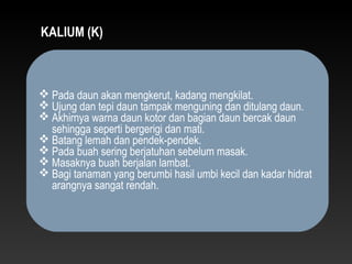 KALIUM (K)



 Pada daun akan mengkerut, kadang mengkilat.
 Ujung dan tepi daun tampak menguning dan ditulang daun.
 Akhirnya warna daun kotor dan bagian daun bercak daun
  sehingga seperti bergerigi dan mati.
 Batang lemah dan pendek-pendek.
 Pada buah sering berjatuhan sebelum masak.
 Masaknya buah berjalan lambat.
 Bagi tanaman yang berumbi hasil umbi kecil dan kadar hidrat
  arangnya sangat rendah.
 
