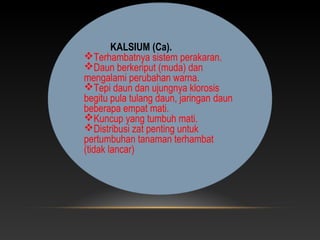 KALSIUM (Ca).
Terhambatnya sistem perakaran.
Daun berkeriput (muda) dan
mengalami perubahan warna.
Tepi daun dan ujungnya klorosis
begitu pula tulang daun, jaringan daun
beberapa empat mati.
Kuncup yang tumbuh mati.
Distribusi zat penting untuk
pertumbuhan tanaman terhambat
(tidak lancar)
 