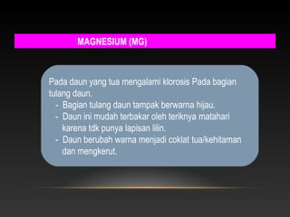 MAGNESIUM (MG)



Pada daun yang tua mengalami klorosis Pada bagian
tulang daun.
  - Bagian tulang daun tampak berwarna hijau.
  - Daun ini mudah terbakar oleh teriknya matahari
    karena tdk punya lapisan lilin.
  - Daun berubah warna menjadi coklat tua/kehitaman
    dan mengkerut.
 