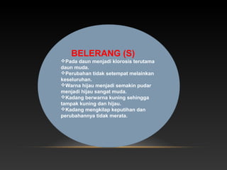 BELERANG (S)
Pada daun menjadi klorosis terutama
daun muda.
Perubahan tidak setempat melainkan
keseluruhan.
Warna hijau menjadi semakin pudar
menjadi hijau sangat muda.
Kadang berwarna kuning sehingga
tampak kuning dan hijau.
Kadang mengkilap keputihan dan
perubahannya tidak merata.
 