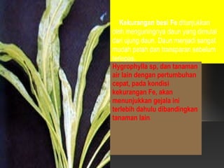 Kekurangan besi Fe ditunjukkan
oleh menguningnya daun yang dimulai
dari ujung daun. Daun menjadi sangat
mudah patah dan transparan sebelum
terlepas.
Hygrophylla sp, dan tanaman
air lain dengan pertumbuhan
cepat, pada kondisi
kekurangan Fe, akan
menunjukkan gejala ini
terlebih dahulu dibandingkan
tanaman lain.
 