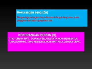 Kekurangan seng (Zn)
      Menguningnya bagian daun diantara tulang-tulang daun, pada
      pinggiran dan pada ujung daun tua.




       KEKURANGAN BORON (B)
TITIK TUMBUH MATI. TANAMAN SELANJUTNYA AKAN MEMBENTUK
TUNAS SAMPING, YANG KEMUDIAN AKAN MATI PULA DENGAN CEPAT.
 