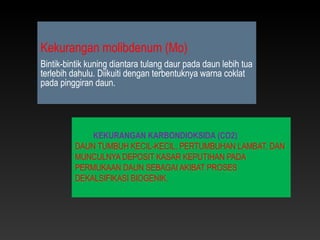 Kekurangan molibdenum (Mo)
Bintik-bintik kuning diantara tulang daur pada daun lebih tua
terlebih dahulu. Diikuiti dengan terbentuknya warna coklat
pada pinggiran daun.




             KEKURANGAN KARBONDIOKSIDA (CO2)
         DAUN TUMBUH KECIL-KECIL, PERTUMBUHAN LAMBAT, DAN
         MUNCULNYA DEPOSIT KASAR KEPUTIHAN PADA
         PERMUKAAN DAUN SEBAGAI AKIBAT PROSES
         DEKALSIFIKASI BIOGENIK.
 