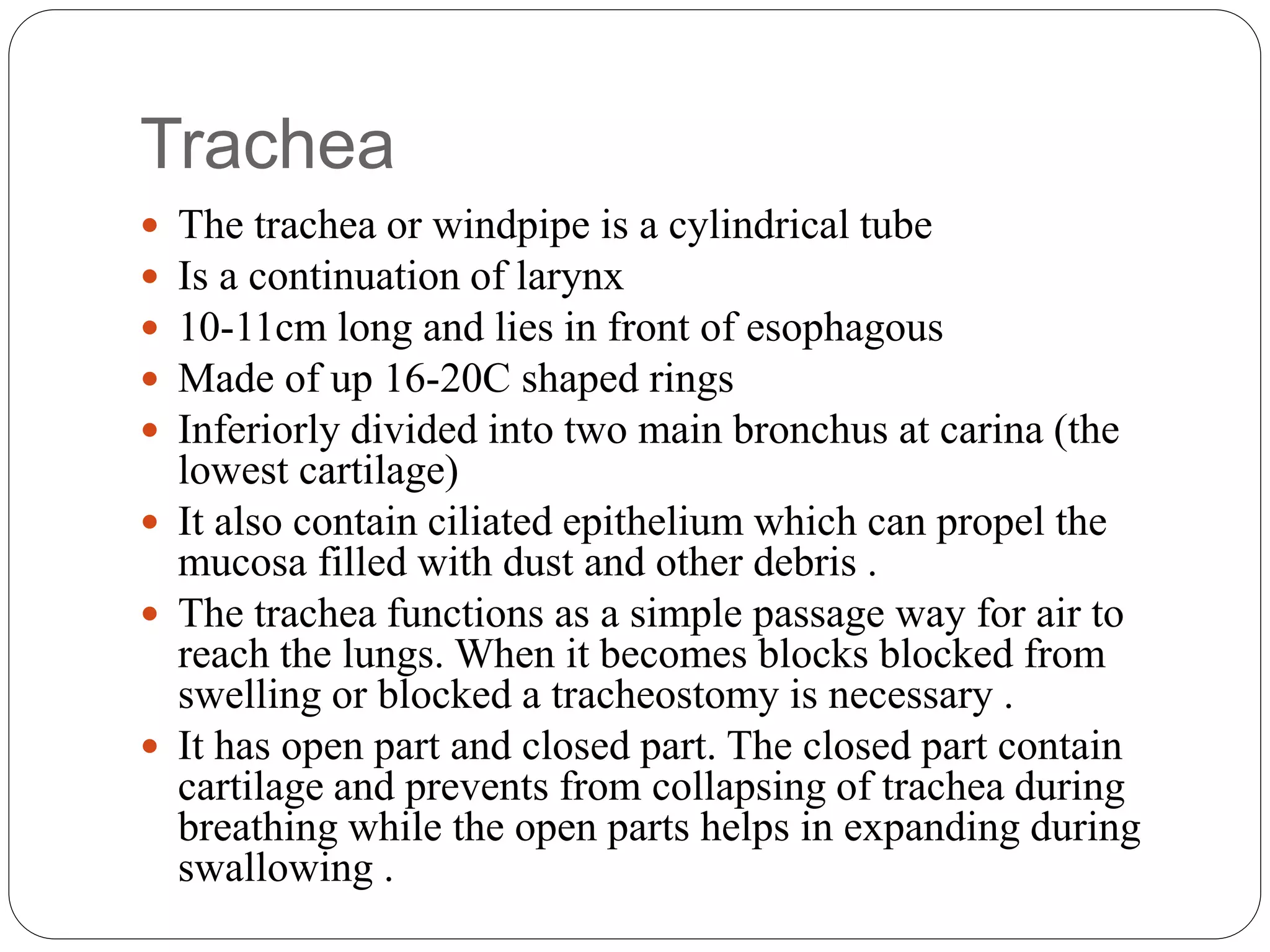 Trachea
 The trachea or windpipe is a cylindrical tube
 Is a continuation of larynx
 10-11cm long and lies in front of esophagous
 Made of up 16-20C shaped rings
 Inferiorly divided into two main bronchus at carina (the
lowest cartilage)
 It also contain ciliated epithelium which can propel the
mucosa filled with dust and other debris .
 The trachea functions as a simple passage way for air to
reach the lungs. When it becomes blocks blocked from
swelling or blocked a tracheostomy is necessary .
 It has open part and closed part. The closed part contain
cartilage and prevents from collapsing of trachea during
breathing while the open parts helps in expanding during
swallowing .
 