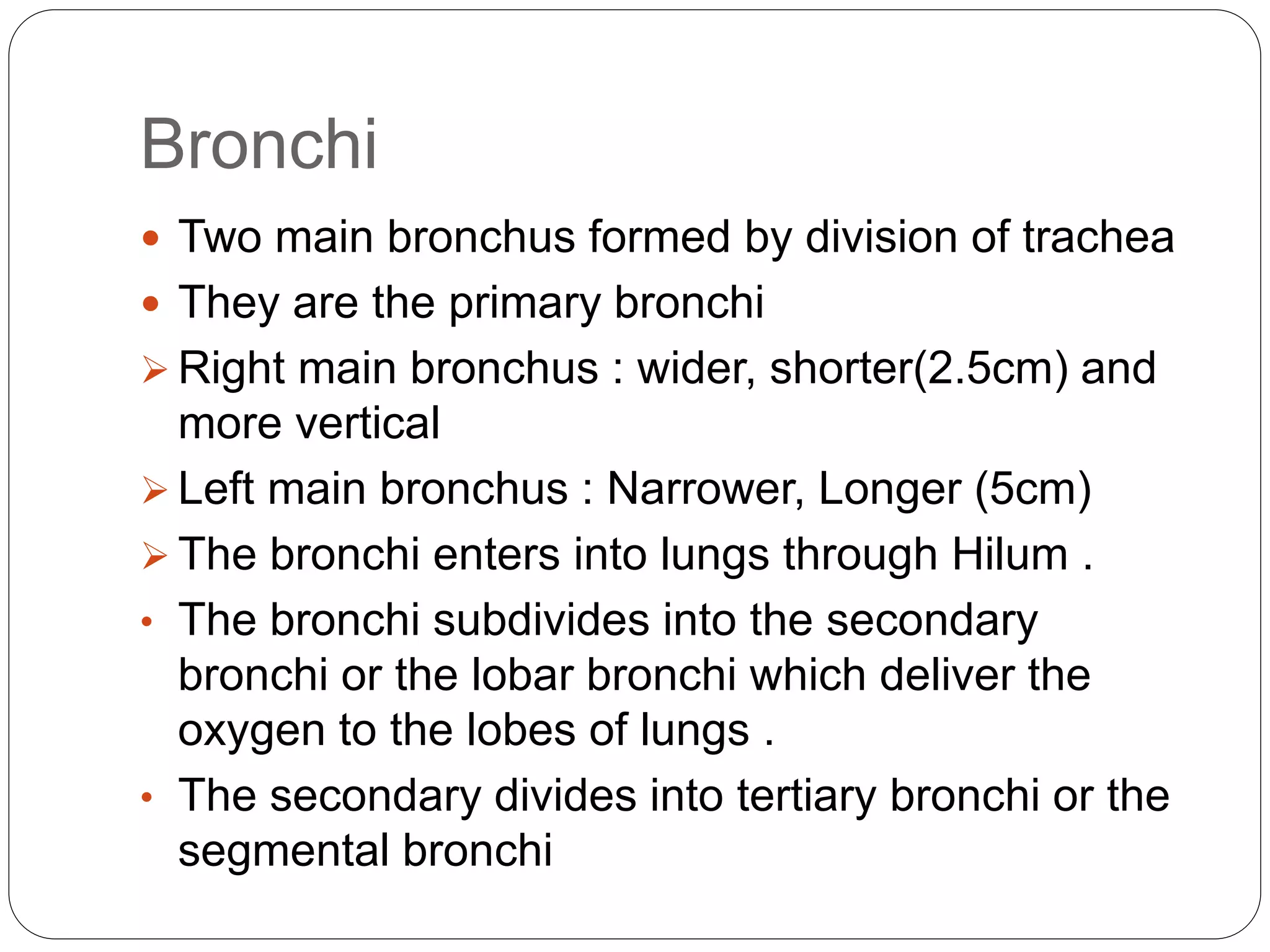 Bronchi
 Two main bronchus formed by division of trachea
 They are the primary bronchi
 Right main bronchus : wider, shorter(2.5cm) and
more vertical
 Left main bronchus : Narrower, Longer (5cm)
 The bronchi enters into lungs through Hilum .
• The bronchi subdivides into the secondary
bronchi or the lobar bronchi which deliver the
oxygen to the lobes of lungs .
• The secondary divides into tertiary bronchi or the
segmental bronchi
 