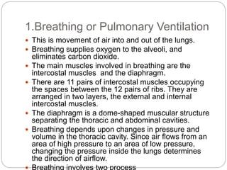Unt 1 respiratory system