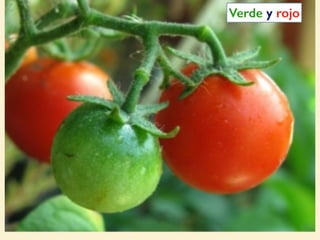 Verde y rojo
 