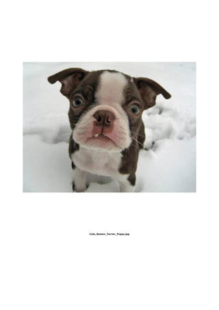 Cute_Boston_Terrier_Puppy.jpg
 