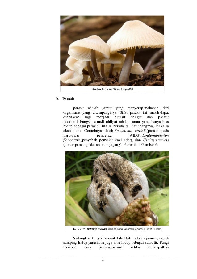 Makalah Fungi Botani Tumbuhan Rendah