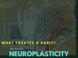 What Creates Habit? - Neuroplasticity