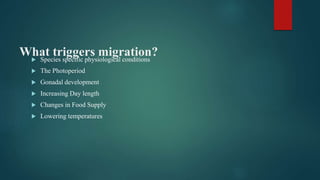 What triggers migration? Species specific physiological conditions
 The Photoperiod
 Gonadal development
 Increasing Day length
 Changes in Food Supply
 Lowering temperatures
 