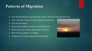 Patterns of Migration
 The Old birds that have traveled many times in their life forms the front line
 Then comes the Young ones Traveling for the first time
 Next are the females
 Injured and old Birds are present in the back rows
 Birds tend to fly in flocks rather than to fly alone
 More Obvious pattern is V shaped
 It helps to save energy and provides max Speed
 