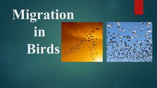 Migration
in
Birds
 