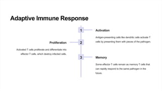 Adaptive Immune Response
1 Activation
Antigen-presenting cells like dendritic cells activate T
cells by presenting them with pieces of the pathogen.
2
Proliferation
Activated T cells proliferate and differentiate into
effector T cells, which destroy infected cells.
3 Memory
Some effector T cells remain as memory T cells that
can rapidly respond to the same pathogen in the
future.
 