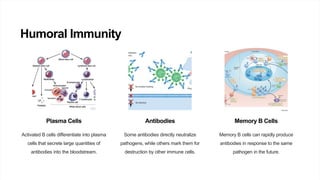 Humoral Immunity
Plasma Cells
Activated B cells differentiate into plasma
cells that secrete large quantities of
antibodies into the bloodstream.
Antibodies
Some antibodies directly neutralize
pathogens, while others mark them for
destruction by other immune cells.
Memory B Cells
Memory B cells can rapidly produce
antibodies in response to the same
pathogen in the future.
 