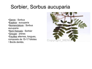 Sorbier, Sorbus aucuparia Genre : Sorbus Espèce : aucuparia Nomenclature : Sorbus aucuparia Nom français : Sorbier Groupe : arbres Feuilles alternes, longues, composés de 15-17 folioles Bords dentés.