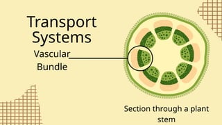 parts of a plant 2: stem parts and functions | PPTX