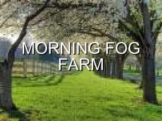 MORNING FOG FARM 