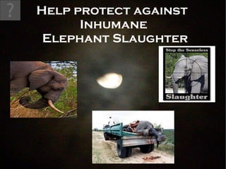 Help protect against  Inhumane  Elephant Slaughter 