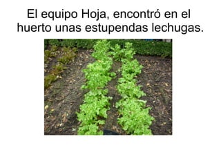 El equipo Hoja, encontró en el
huerto unas estupendas lechugas.
 