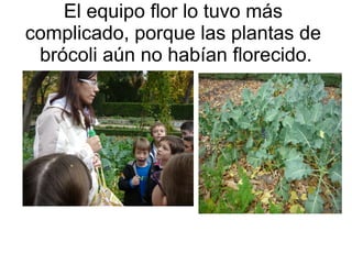 El equipo flor lo tuvo más
complicado, porque las plantas de
 brócoli aún no habían florecido.
 
