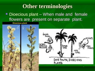 Other terminologies


Dioecious plant – When male and female
flowers are present on separate plant.

 