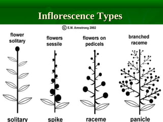 Inflorescence Types

 