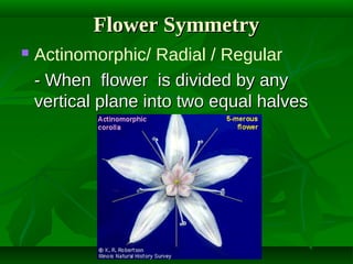 Flower Symmetry


Actinomorphic/ Radial / Regular
- When flower is divided by any
vertical plane into two equal halves

 