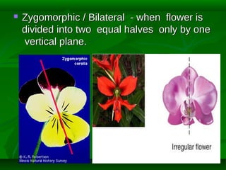 

Zygomorphic / Bilateral - when flower is
divided into two equal halves only by one
vertical plane.

 