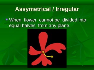 Assymetrical / Irregular


When flower cannot be divided into
equal halves from any plane.

 
