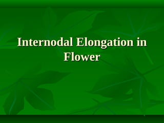 Internodal Elongation in
Flower

 