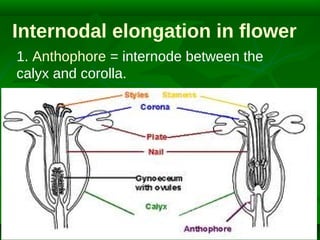 Internodal elongation in flower
1. Anthophore = internode between the
calyx and corolla.

 