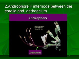 2.Androphore = internode between the
corolla and androecium

 