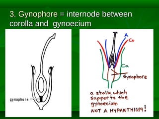 3. Gynophore = internode between
corolla and gynoecium

 
