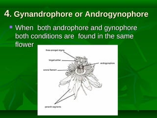 4. Gynandrophore or Androgynophore


When both androphore and gynophore
both conditions are found in the same
flower

 